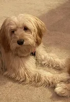 Teddy - toy sized f1b, a male Miniature Goldendoodle for sale in Mosinee, WI – Photo 3 of 4