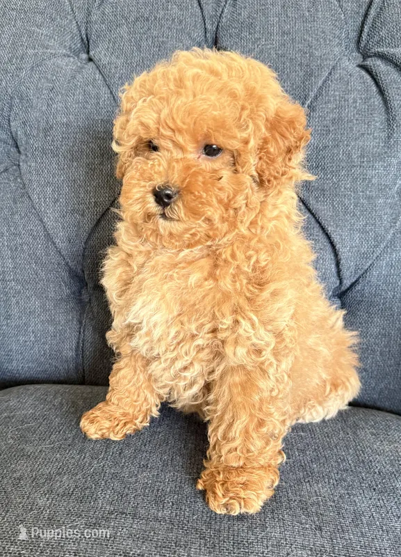 Teddy – Miniature Goldendoodle puppy for sale in Mosinee, WI