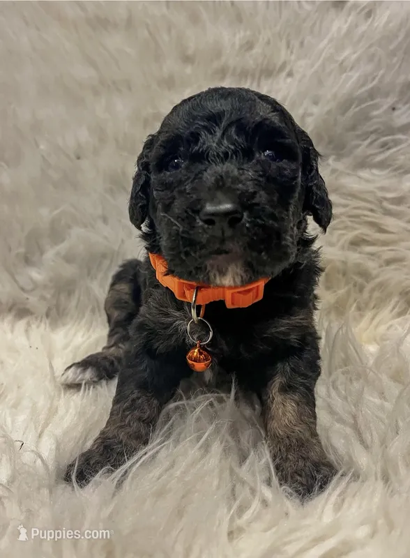 Krew – Goldendoodle puppy on hold in Caledonia, MO