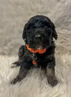 Krew, a male Goldendoodle for sale in Caledonia, MO – 1 of 1