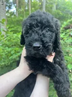 Baby, a female Goldendoodle for sale in Caledonia, MO – 1 of 2