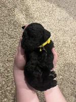 Daisy, a female Goldendoodle for sale in Caledonia, MO – 2 of 3