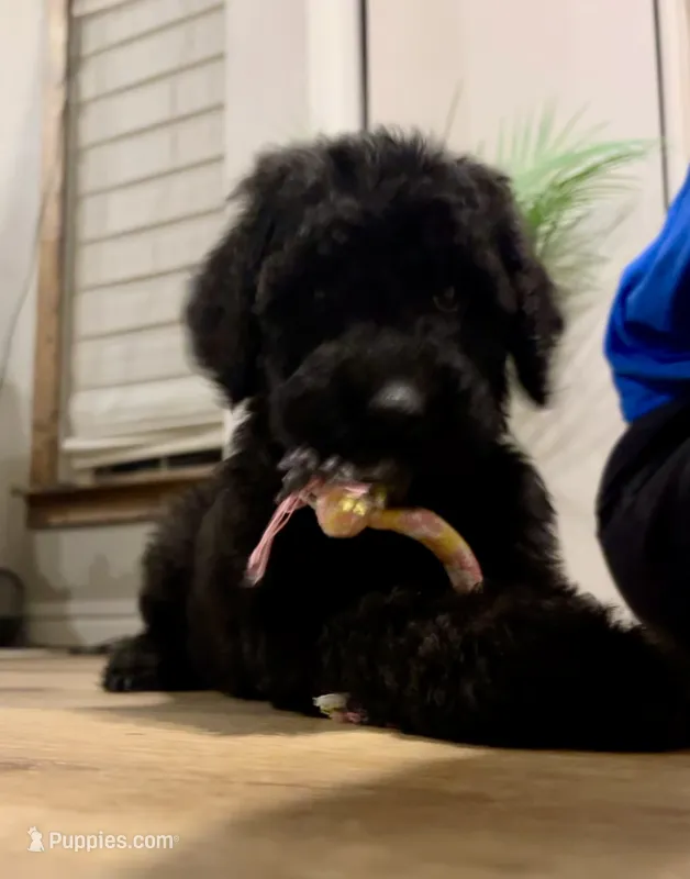 Baby – Goldendoodle puppy for sale in Caledonia, MO