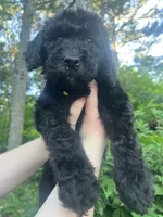 Daisy, a female Goldendoodle for sale in Caledonia, MO – 3 of 3