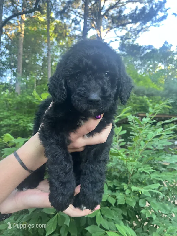 Winnie, a female Goldendoodle for sale in Caledonia, MO – 1 of 2