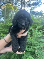 Winnie, a female Goldendoodle for sale in Caledonia, MO – 1 of 2