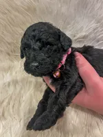 Baby, a female Goldendoodle for sale in Caledonia, MO – 2 of 2