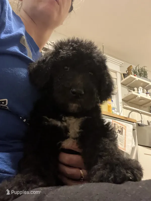 Barkley – Goldendoodle puppy for sale in Caledonia, MO
