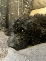 Teddy, a male Goldendoodle for sale in Caledonia, MO – 1 of 3