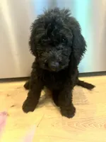 Teddy, a male Goldendoodle for sale in Caledonia, MO – 2 of 3