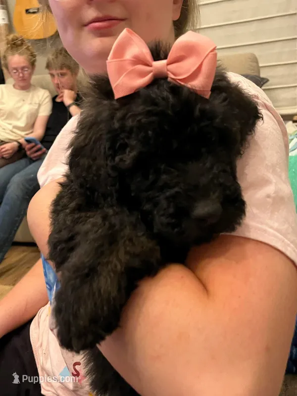 Baby – Goldendoodle puppy for sale in Caledonia, MO