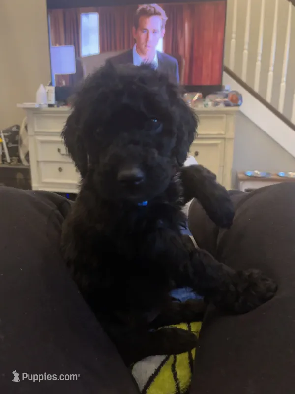 Gus, a male Goldendoodle for sale in Caledonia, MO – 1 of 1