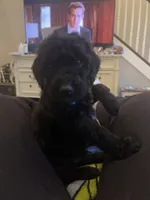 Gus, a male Goldendoodle for sale in Caledonia, MO – 1 of 1