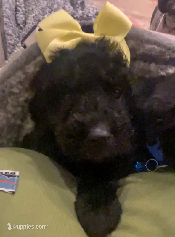 Daisy – Goldendoodle puppy on hold in Caledonia, MO