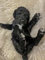 Winnie, a female Goldendoodle for sale in Caledonia, MO – 2 of 2