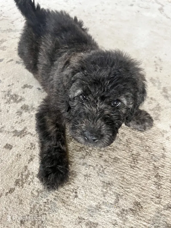 Franklin, a male Goldendoodle for sale in Caledonia, MO – 1 of 1