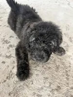 Franklin, a male Goldendoodle for sale in Caledonia, MO – 1 of 1