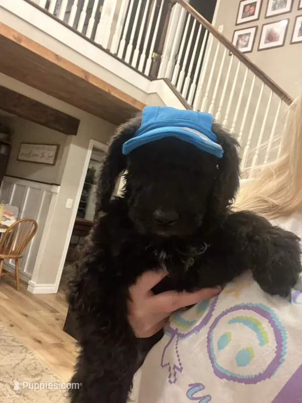 Gus – Goldendoodle puppy for sale in Caledonia, MO