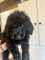 Teddy, a male Goldendoodle for sale in Caledonia, MO – 3 of 3