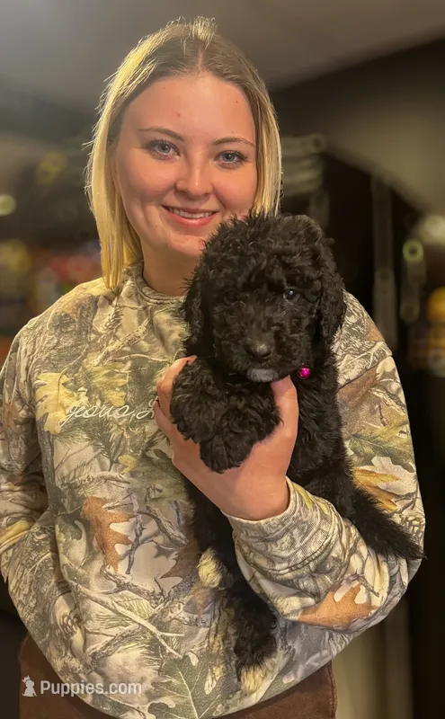 Luna – Goldendoodle puppy on hold in Caledonia, MO