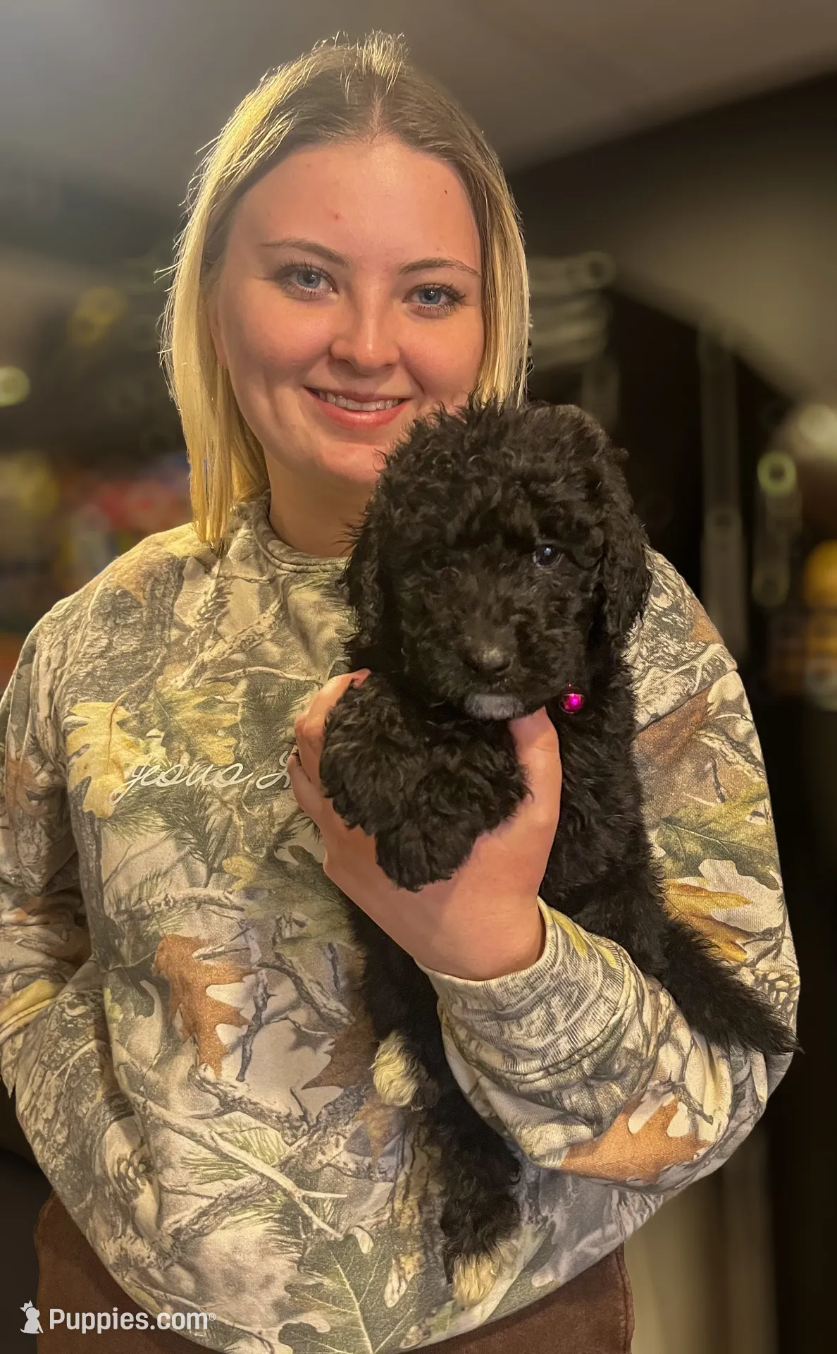 Luna, a female Goldendoodle for sale in Caledonia, MO – 1 of 1