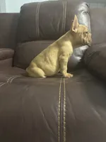 Togo, a male French Bulldog for sale in Spring Hill, FL – 3 of 8