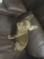 Dante, a male French Bulldog for sale in Spring Hill, FL – 6 of 6