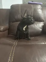 Lebay, a male French Bulldog for sale in Spring Hill, FL – 5 of 7