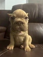 Togo, a male French Bulldog for sale in Spring Hill, FL – 7 of 8