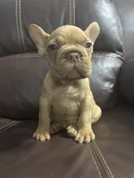 Simba, a male French Bulldog for sale in Spring Hill, FL – 6 of 8