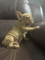 Simba, a male French Bulldog for sale in Spring Hill, FL – 2 of 8