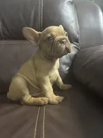 Simba, a male French Bulldog for sale in Spring Hill, FL – 3 of 8