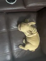 Togo, a male French Bulldog for sale in Spring Hill, FL – 8 of 8