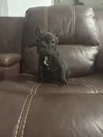 Lebay, a male French Bulldog for sale in Spring Hill, FL – 2 of 7