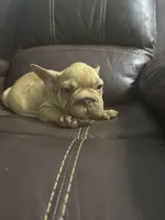 Togo, a male French Bulldog for sale in Spring Hill, FL – 4 of 8