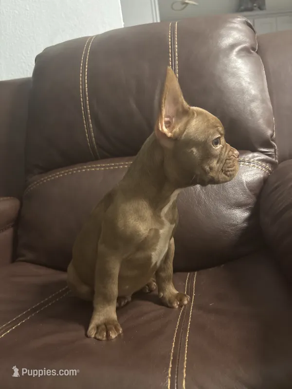 Dante – French Bulldog puppy for sale in Spring Hill, FL