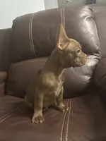 Dante, a male French Bulldog for sale in Spring Hill, FL – 1 of 6