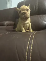 Togo, a male French Bulldog for sale in Spring Hill, FL – 5 of 8