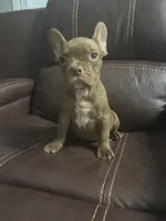 Dante, a male French Bulldog for sale in Spring Hill, FL – 5 of 6