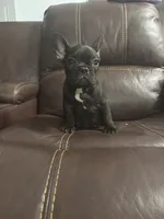 Lebay, a male French Bulldog for sale in Spring Hill, FL – 6 of 7