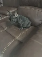 Lebay, a male French Bulldog for sale in Spring Hill, FL – 7 of 7