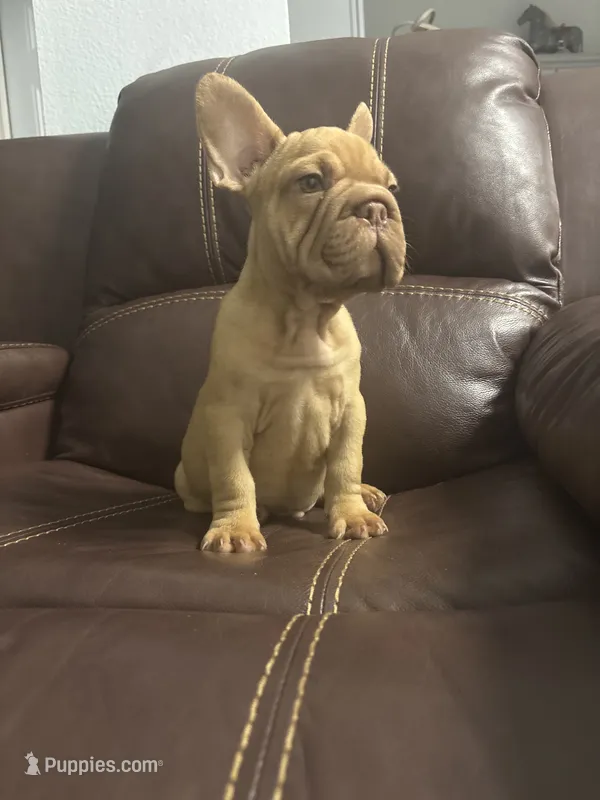 Togo – French Bulldog puppy for sale in Spring Hill, FL