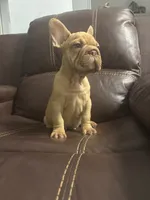 Togo, a male French Bulldog for sale in Spring Hill, FL – 1 of 8