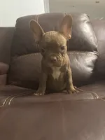Dante, a male French Bulldog for sale in Spring Hill, FL – 2 of 6