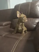 Dante, a male French Bulldog for sale in Spring Hill, FL – 4 of 6