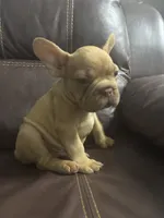 Simba, a male French Bulldog for sale in Spring Hill, FL – 4 of 8