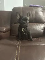 Lebay, a male French Bulldog for sale in Spring Hill, FL – 4 of 7