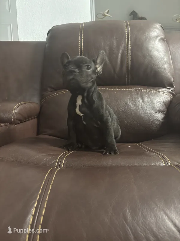 Lebay – French Bulldog puppy for sale in Spring Hill, FL
