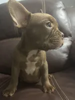 Dante, a male French Bulldog for sale in Spring Hill, FL – 3 of 6