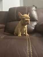Togo, a male French Bulldog for sale in Spring Hill, FL – 2 of 8